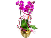 /zh/s/product_short/CRO20129A1