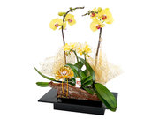 /en/s/product_short/CRO20130A1