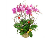 /en/s/product_short/CRO20129A2