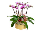 /en/s/product_short/CRO20105B3