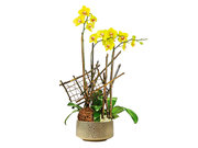 /en/s/product_short/P2106