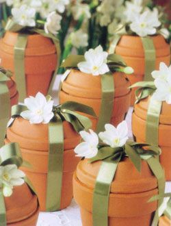 Packaged Flower Bulbs -- Gift Idea