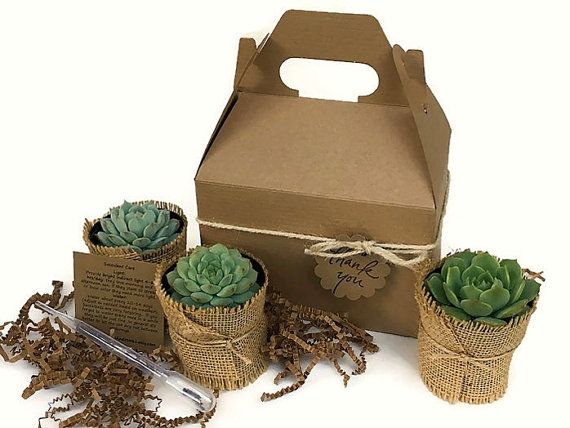 Succulent Gift Box-Garden in a Box-Teacher by SucculentsAndMore1