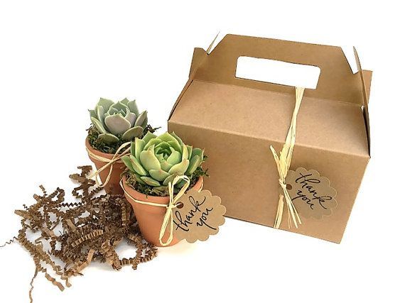 Two beautiful succulents wrapped in a Kraft gift box - great corporate gift or h...