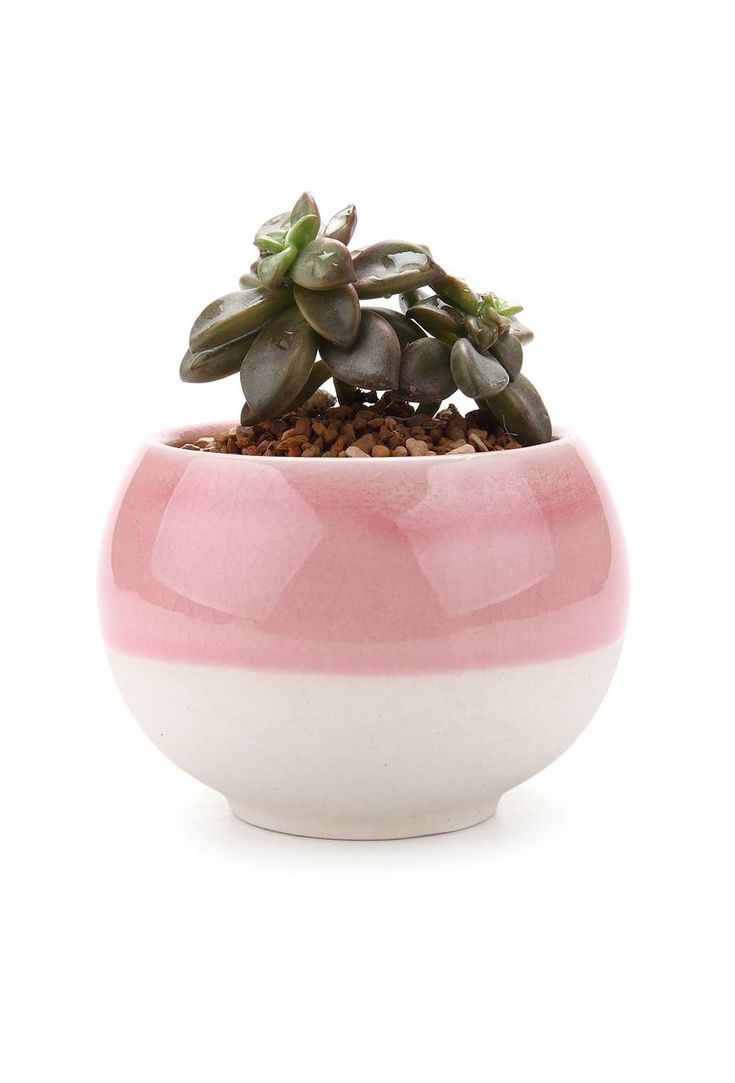 If mom is just getting into gardening, a small succulent is a great Mother's Day...