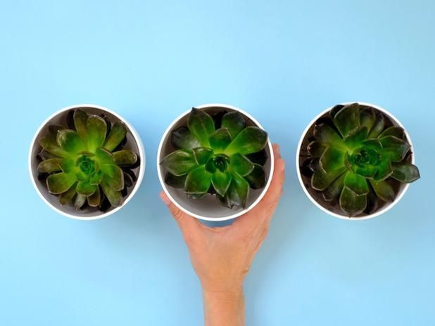 Plants in a box - Corporate gift packs – Plants for the whole office