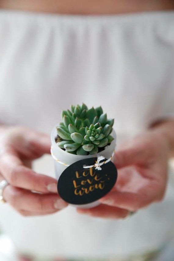 Corporate Gifts Ideas : Succulent echeveria bomboniere planted in frosted glass....