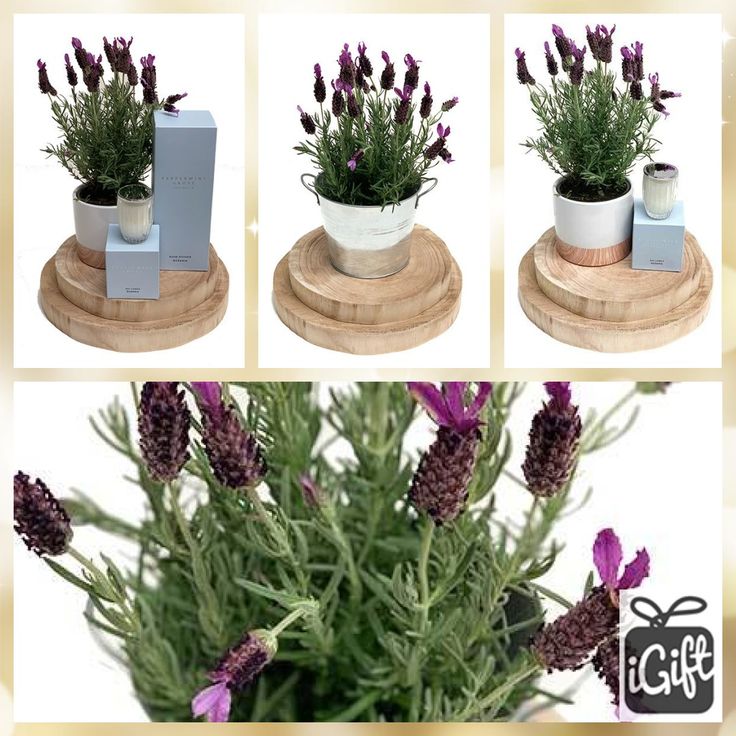 New Arrivals! Lavender Gifts - Fragrant Beautiful Gifts Perfect For All Occasion...