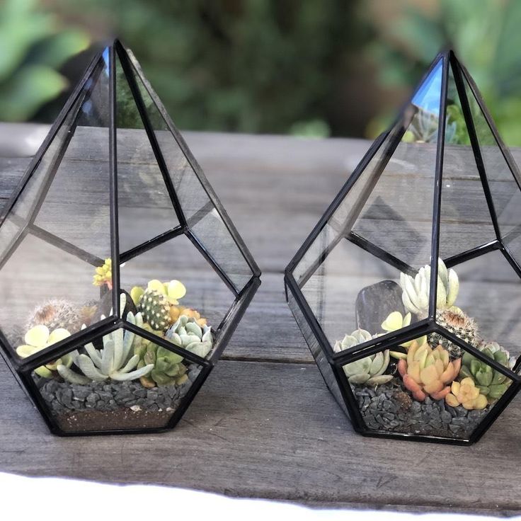 Corporate Gift Succulents