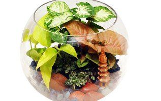 Corporate Gifting - buy nursery plants online in pune,pimpri chinchwad,mumbai,de...