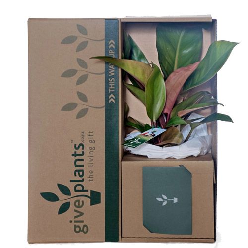 Give Plants for any occasion from Corporate Gifts to birthday gifts, plants that...