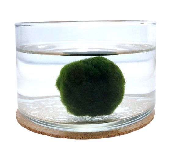 Marimo Moss Ball - Japanese Moss - Aquarium - Live Plant - Corporate Gift - Home...